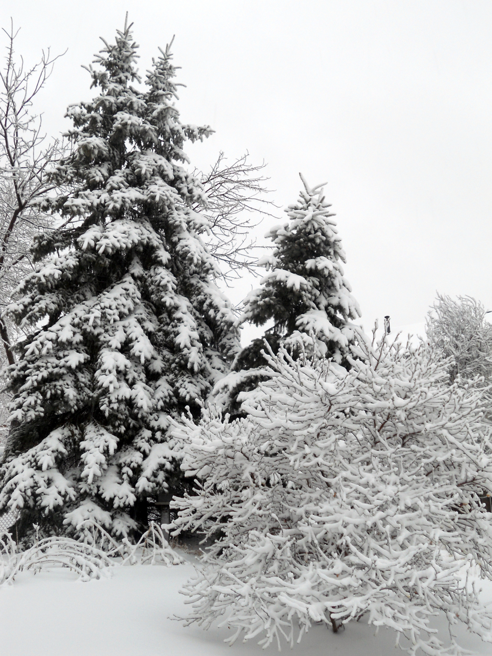 Winter 2011-1 brazelton